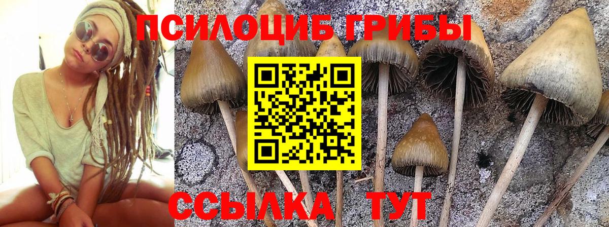 Лениногорск  Псилоцибиновые грибы прущие грибы  Вход с VPN  Галлюциногенные грибы мухоморы 